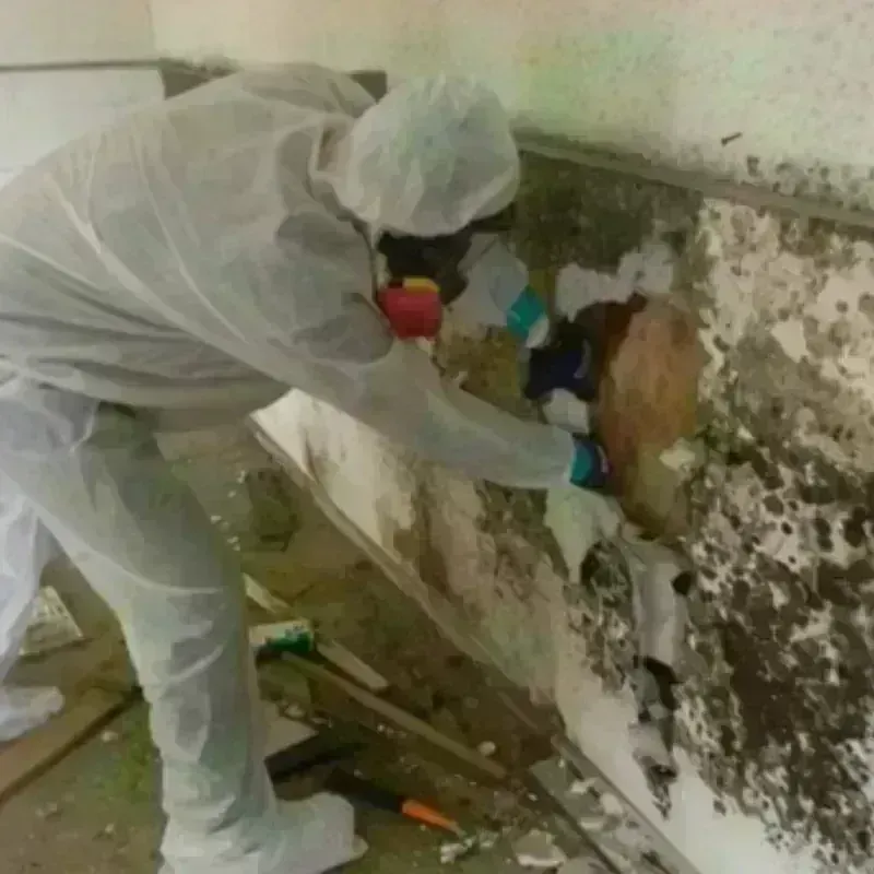 Mold Remediation and Removal in Boulder, MT